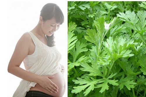 Những người này ăn ngải cứu vào không khác nào dùng thuốc độc