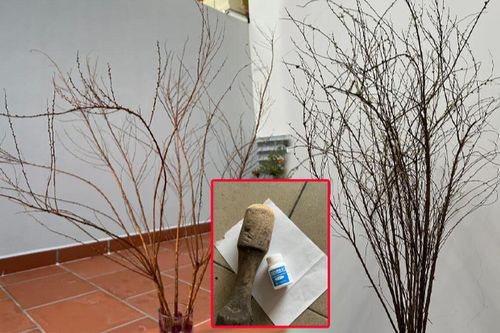 30 Tết mà tuyết mai vẫn ngủ dù cật lực bổ trợ B1, chị em còn nước ngán ngẩm: Đúng là hồng nhan bạc bẽo