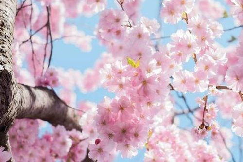 Truyền thuyết ngàn năm ẩn sau vẻ tinh khôi của hoa anh đào Nhật Bản