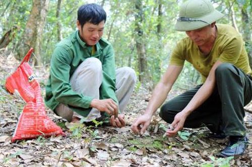 Hạt dẻ Tứ Sơn chờ 'vang danh'…