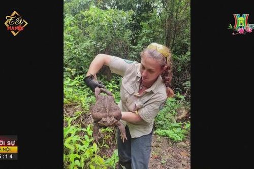 Phát hiện cóc mía nặng tới 2,7kg tại Australia
