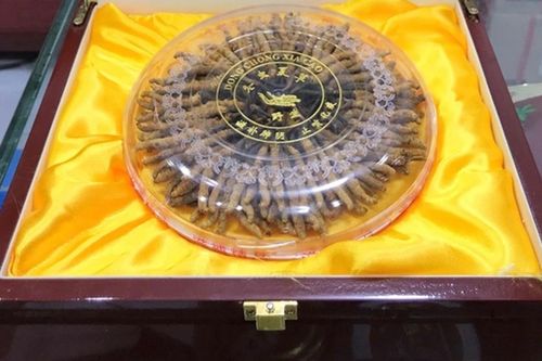 Những thú chơi đốt tiền tỷ ngày Tết của nhà giàu Việt