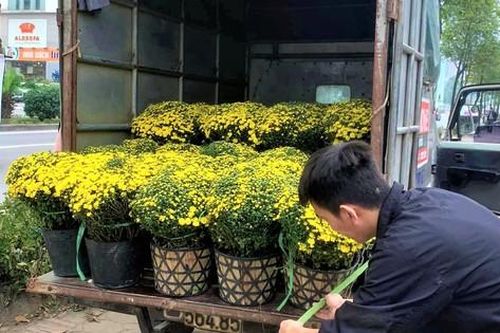 Cúc mâm xôi đủ màu sắc trưng Tết hút khách vì xuất hiện những màu lạ