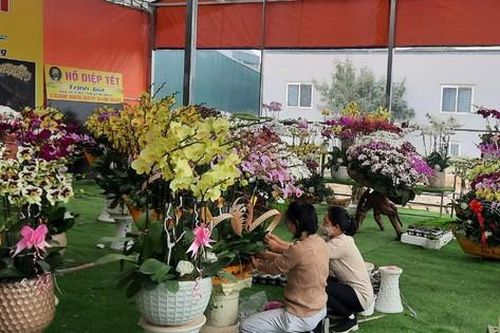Xuân về trong sắc thắm hoa lan