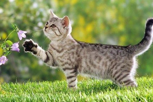 Những điều đặc biệt đến khó tin về loài mèo