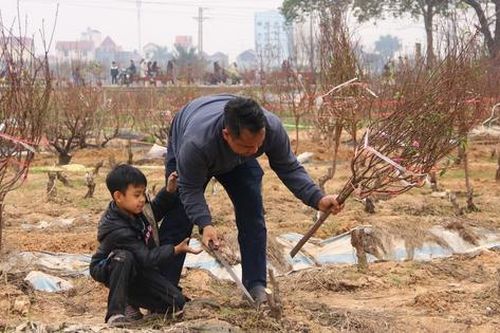 'Số phận' những cành đào sau đêm 30 Tết