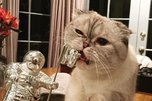Những chú mèo giàu nhất thế giới