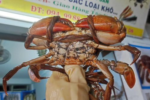Giá cua biển tăng cao