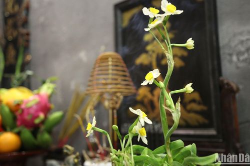 Thủy tiên đón năm mới