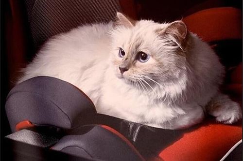 Ghen tị với cuộc sống vương giả của nàng mèo 'giàu nhất thế giới'