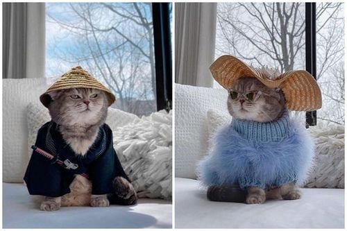 Chú mèo nổi đình đám MXH nhờ thời trang sành điệu
