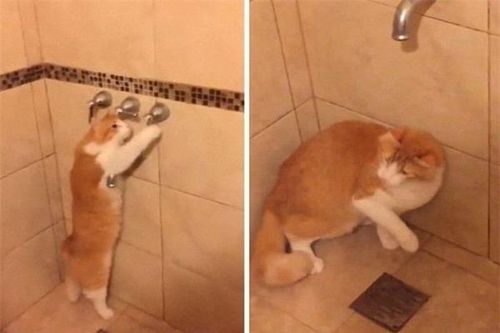 'Boss' mèo và những hành động kỳ quặc khiến 'sen' dở khóc dở cười