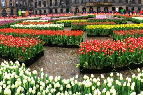 Tưng bừng Ngày hoa Tulip quốc gia lần thứ 10 tại Hà Lan