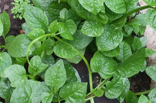 Da đẹp mịn màng, sạch mụn trứng cá chỉ với mồng tơi