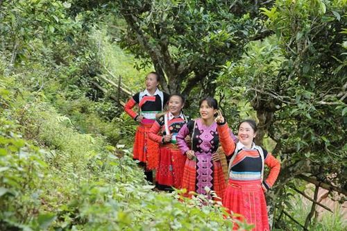 Đến Tà Xùa thưởng trà giữa mây bay