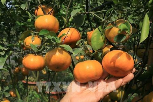 Miệt vườn 'vương quốc' quýt hồng