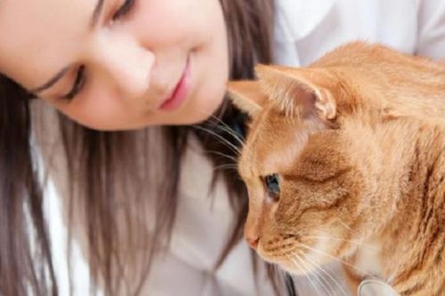Loài mèo đã 'thuần hóa' loài người như thế nào?