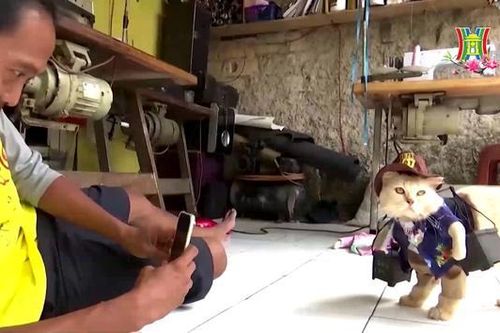 Độc đáo thời trang dành cho mèo
