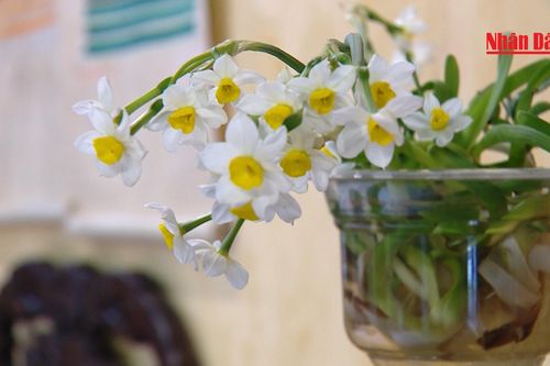 Thú chơi hoa thủy tiên ngày Tết