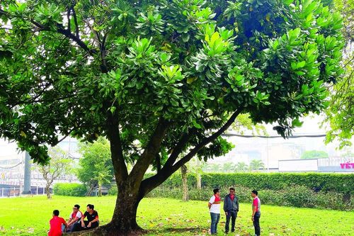 Bàng vuông Trường Sa tỏa bóng