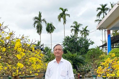 Ngày tết, gặp người trồng hoa mai tiêu biểu của tỉnh Quảng Ngãi