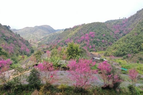 Sắc xuân trên 'nấc thang thiên đường' Mù Cang Chải