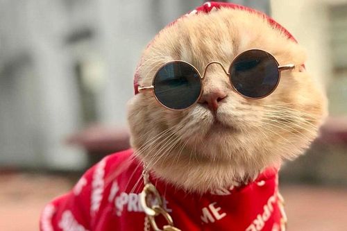 Năm Mão nói chuyện 'Mèo vào nhà thì khó, chó đến nhà thì giàu'