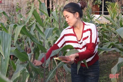 Người dân miền núi Hà Tĩnh 'xông đất' lấy may ngày đầu năm mới