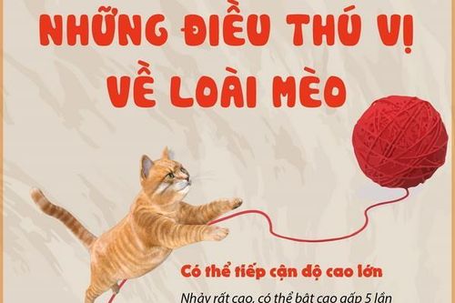 Những điều thú vị không phải ai cũng biết về loài mèo