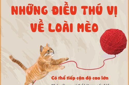 Những điều thú vị về loài mèo