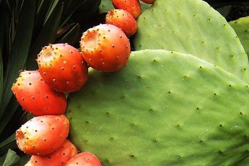 Thực phẩm giàu glutamine giúp cải thiện khả năng miễn dịch
