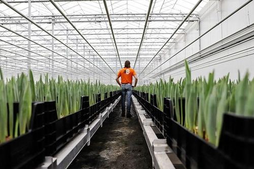 Khi năng lượng 'đào' bitcoin giúp tulip 'nở hoa'