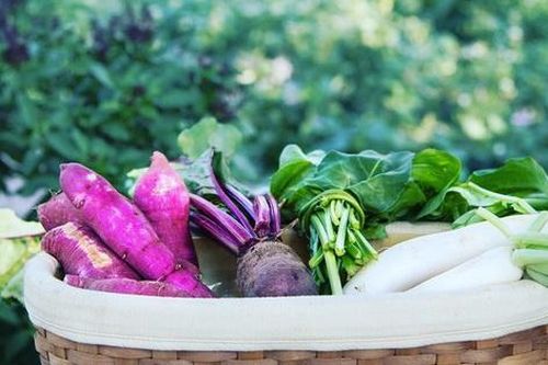 Nữ kỹ sư trẻ về quê làm vườn, trồng rau sạch cho gia đình thưởng thức