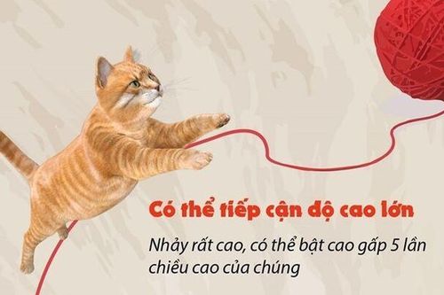 Những điều thú vị không phải ai cũng biết về loài mèo