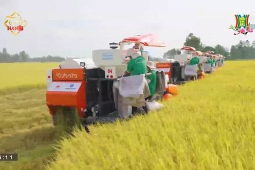 Khẳng định giá trị gạo Việt trên toàn cầu