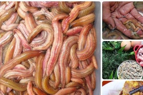 Tết có món rươi, vui tươi hớn hở
