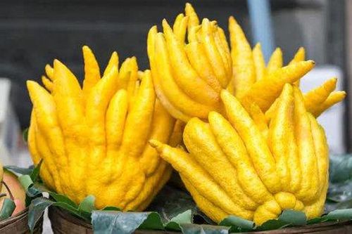Quả phật thủ - Từ mâm ngũ quả đến vị thuốc tốt cho sức khỏe