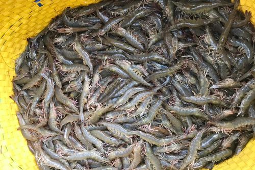 Tôm tăng giá trở lại từ mùng 4 Tết