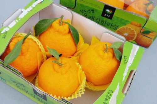 Quýt chum vàng 500.000 đồng/quả hút khách dịp Tết