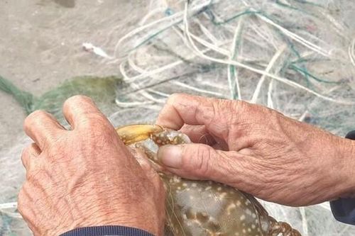 Hà Tĩnh: Ngư dân tranh thủ đi kiếm lộc biển đầu năm mới