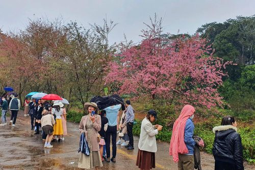 Du khách đến Măng Đen ngắm hoa mai anh đào khoe sắc Xuân