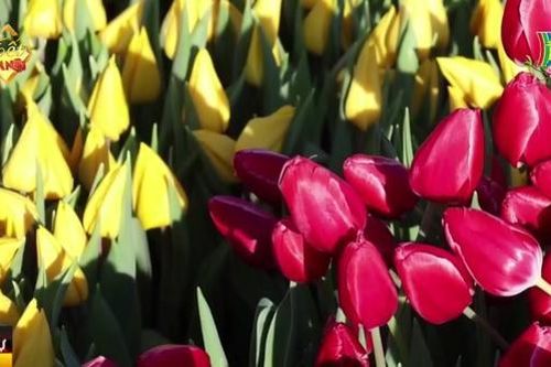 Tưng bừng lễ hội hoa Tulip ở Hà Lan