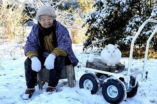 Ngắm lại bộ ảnh đẹp về chú mèo nổi tiếng nhất nước Nhật