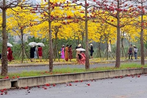 Hà Nội sẽ trồng mới 250.000 cây bóng mát trên các tuyến đường giao thông