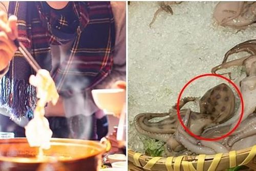 Suýt ăn phải bạch tuộc cực độc trong nhà hàng, may được dân mạng cản lại kịp