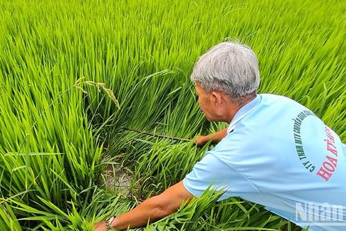 Nông dân Hậu Giang vui xuân không quên đồng ruộng