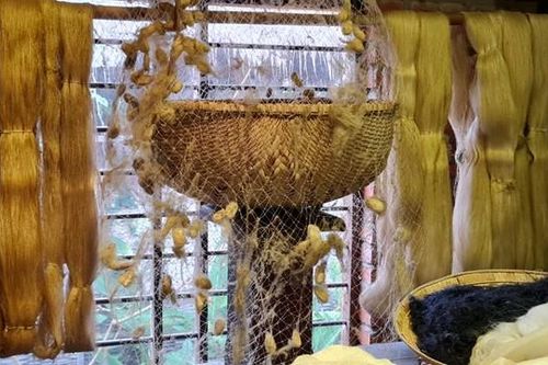 Thăm làng lụa Hội An, cùng khám phá nghề ươm tơ dệt lụa