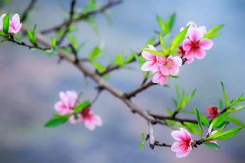 Nhẫn cỏ