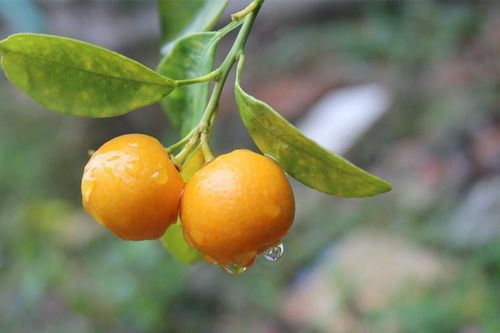 Tận dụng quả quất cảnh ngày Tết: Cẩn thận 'rước họa vào thân'