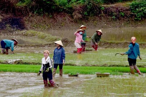 Sau Tết, nông dân miền Tây Nghệ An xuống đồng gieo cấy vụ Xuân